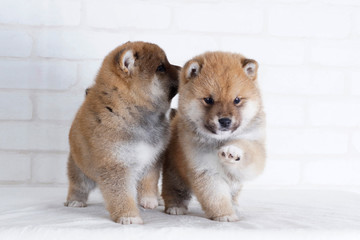 後ろから囁く豆柴子犬 © zbb52318