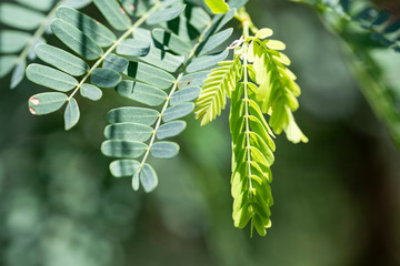 Green leaves of tamarind in nature. Close-up. Thailand, Koh Chang Island.