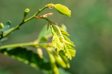 Green leaves of tamarind in nature. Close-up. Thailand, Koh Chang Island.