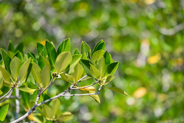 Mangrove leaves in natural light.