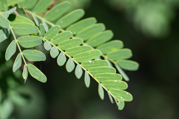 Green leaves of tamarind in nature. Close-up. Thailand, Koh Chang Island.