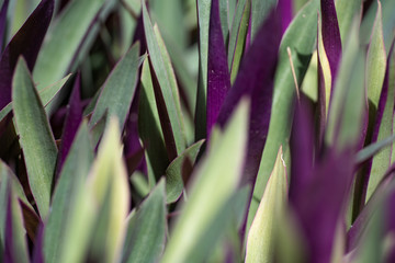 Obraz premium Tradescantia spathacea, green and purple leaves closeup.