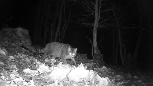 Europ&auml;ische Wildkatze nachts im Wald, Freilandaufnahme
