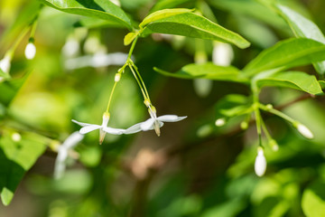 Wrightia religiosa, closeup white flowers.