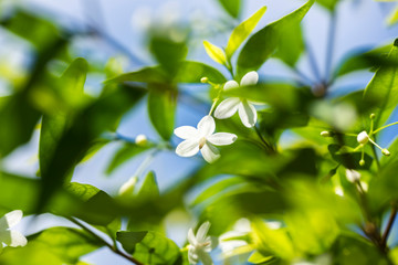 Wrightia religiosa, closeup white flowers.