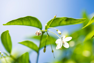 Wrightia religiosa, closeup white flowers.