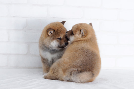 じゃれ合う Images Browse 436 Stock Photos Vectors And Video Adobe Stock