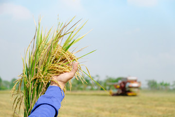 Hand tenderly touching a young rice in the paddy field, Hand holding rice with blue sky at farm Agriculture.