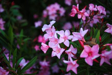 pink flowers
