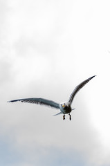 seagull