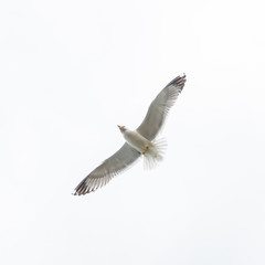 seagull