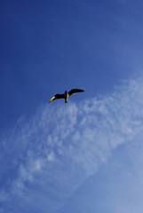 seagull