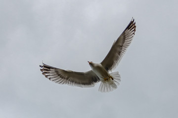 seagull