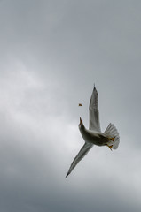 seagull