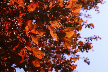 red leafs