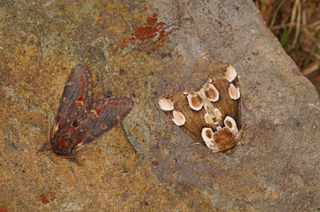 Thyatira batis (LINNAEUS, 1758) , Notodonta dromedarius Rosen-Eulenspinner, Roseneule mit Notodonta dromedarius DE, RLP, Kröv, Mosel 23.05.2015