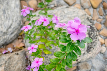 Obraz na płótnie Canvas Purple Rosy periwinkle flower with stone background
