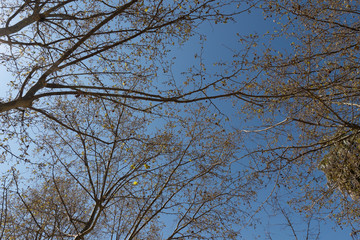 Tree branches with blue sky background