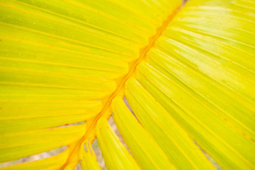 Yellowish Palm leaves on causes of its plant hormone