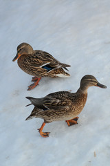 Two ducks on the snow