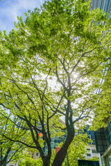 木漏れ日のイメージ