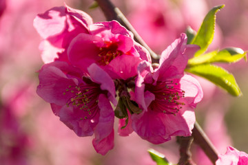 Peach tree in bloom, with pink flowers at sunrise. Aitona. Alcarras. Torres de Segre. Lleida. Spain. Agriculture. Flower close-up. Bokeh effects,