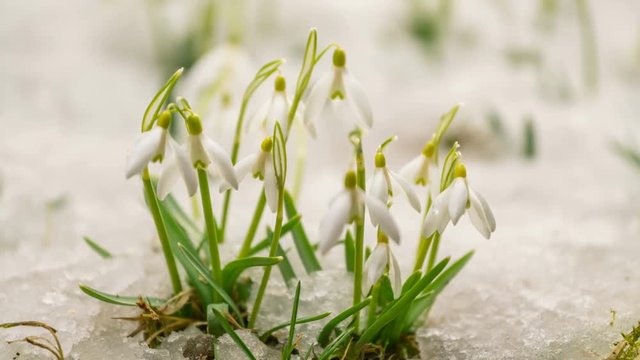 Snow is melting and gentle snowdrops blooming fast in early spring