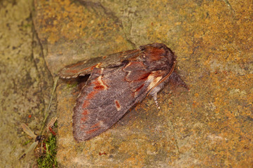 Notodonta dromedarius Dromedar-Zahnspinner DE, RLP, Kröv, Mosel 23.05.2015