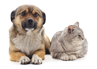 The gray cat and puppy.