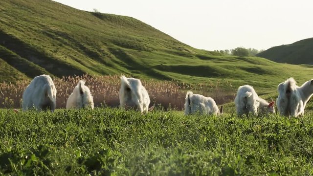 Barnyard with goats in the village at dawn. Rustic lifestyle concept