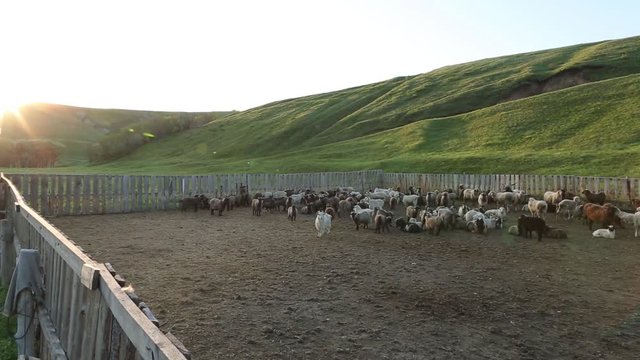 Barnyard with goats in the village at dawn. Rustic lifestyle concept