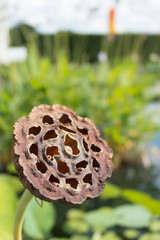 Lotus seeds