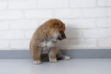 横を向く豆柴の子犬