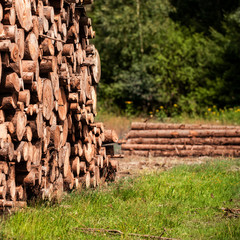 Pine tree forestry exploitation. Stumps and logs. Overexploitation leads to deforestation endangering environment and sustainability.