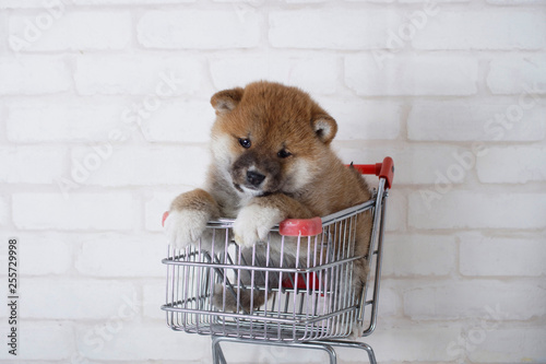 カートの中でくつろぐ豆柴の子犬 Wall Mural Wallpaper Murals Zbb