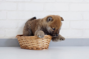 籠に入った可愛い豆柴の子犬