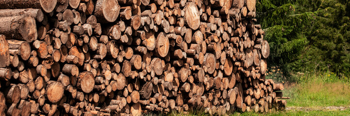 Pine tree forestry exploitation. Stumps and logs. Overexploitation leads to deforestation endangering environment and sustainability. Timber logging industry banner.