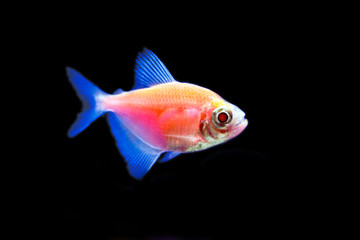 Red fish of ternetia on black background