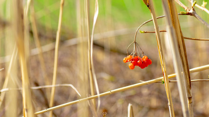 Früchte Frühling Sonne 