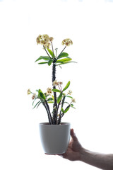 A plant with many leaves in a white pot. White background light