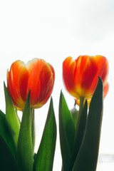 Naklejka premium Bright yellow red tulips