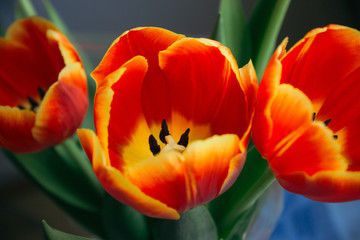 Bright yellow red tulips