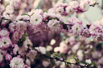 cherry blossom sakura in spring close up