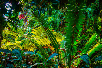 南国のジャングルの植物群