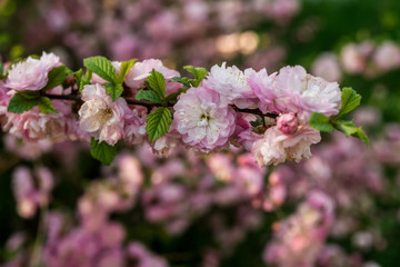 cherry blossom sakura in spring close up