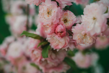 cherry blossom sakura in spring close up