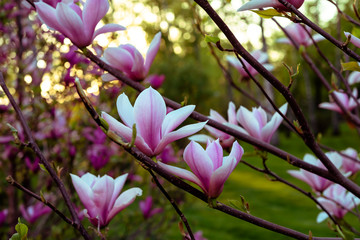Magnolia blossoming in spring with sunlight. Toning effect