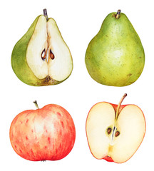 Watercolor hand drawn pears and apples on white background