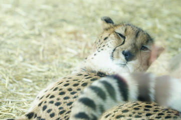 チーター
