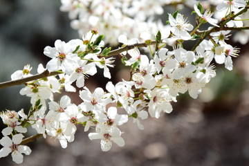 Kirschblüten